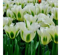 YouGarden Tulip 'Spring Green', 24 x Bulbs Size 10/11, Ready for Autumn Planting and Spring Flowering