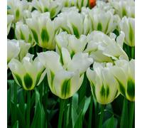 Yougarden Tulip 'spring Green', 24 X Bulbs Size 10/11, Ready For Autumn Planting And Spring Flowering