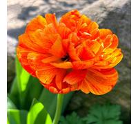 Yougarden Tulip 'sun Lover', 15 X Bulbs, Size 11/12, Fragrant Double Colour Changing Flowers