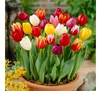Yougarden Tulip Triumph, 30 X Mixed Bulbs, Spring Flowering Bulbs, For Autumn Planting