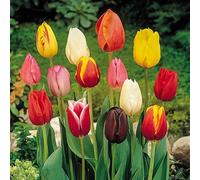 Yougarden Tulip Triumph Mixed Bulbs, Pack Of 15, Spring Flowering Bulbs, For Autumn Planting