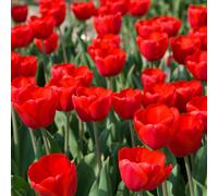 Yougarden Tulip 'triumph Red' Bulbs Size 10/11, Set Of 20 Bulbs, Spring Bulbs For Gardens Perfect For Planting Now, Red Tulips