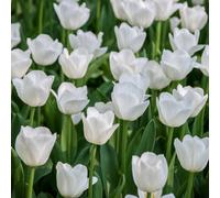 Yougarden Tulip 'triumph White', 30 X Bulbs, Size 10/11, For Autumn Planting And Spring Flowering, Flowers For Pots And Garden Bor