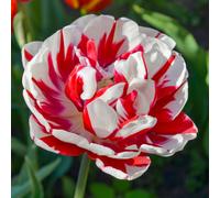 YouGarden Tulips 'Carnaval de Nice' x20 bulbs