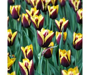 YouGarden Tulips 'Gavota' x24 bulbs