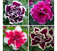 YouGarden Tumbelina Ruffles plug plant Collection x24