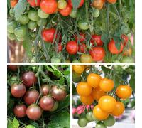 YouGarden Tumbling Tomato Plug Plant Collection x18