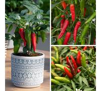 YouGarden Ultimate Chili Pepper Collection x18