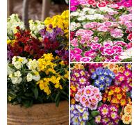 YouGarden Ultimate Garden Ready Autumn Bedding Collection 30x Plants
