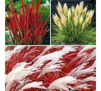 YouGarden Ultimate Grass Collection