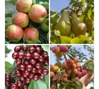 YouGarden Ultimate Mini Orchard Fruit Tree Collection of Bare Roots...