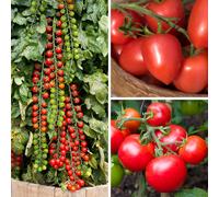 YouGarden Ultimate Tomato Plug Plant Collection x18