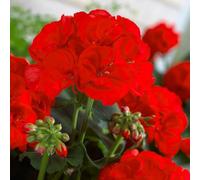 YouGarden Upright Geranium 'Firecracker', 24 Plug Plants, Vibrant Scarlet Summer Colour, Garden Bedding