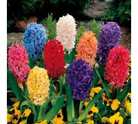 YouGarden Value Garden Hyacinth Pack - x24 bulbs
