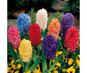 YouGarden Value Garden Hyacinth Pack - x24 bulbs