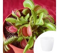 YouGarden Venus Fly Trap 'Dionaea muscipula' Jumbo Houseplant in 12cm Pot, with 13.5cm Magnolia Glossy White Pot Cover, Easy to Care Exotic Plant, Carnivorous Indoor House Plant