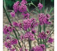 You Garden Verbena Bonariensis In 9Cm Pots Potted Perennial Plants (Pack Of 6)