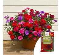 YouGarden Verbena Trailing Plug Plant Collection x12 & 100g Fertiliser