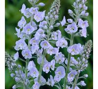 YouGarden Veronica 'Gentianoides' in 9cm pots x3