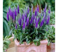 Yougarden Veronica Spicata 'ulster Blue Dwarf' Speedwell In A 9Cm Pot (Pack Of 3)