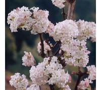 YouGarden Viburnum bodnant Charles Lamont 3L pot