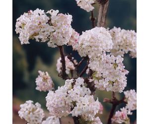 YouGarden Viburnum bodnant Charles Lamont 3L pot