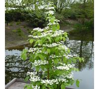 YouGarden Viburnum plicatum Kilimanjaro Sunrise 3L 3L potted Green