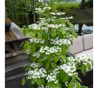 YouGarden Viburnum plicatum Kilimanjaro Sunrise 3L 3L potted Green