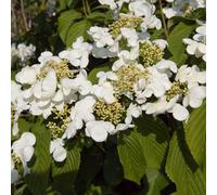 Yougarden Viburnum Plicatum Kilimanjaro Sunrise Shrub In A 3-Litre Pot