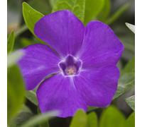 YouGarden - Vinca minor La Grave, Periwinkle, Hardy Evergreen Shrub, Ready For Planting