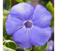 YouGarden - Vinca Ralph Shugert, Lesser Periwinkle in a 9cm Pot, Evergreen Hrdy Shrub, Ready For Planting