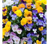 Yougarden - Viola 'teardrops' - 30 X Garden Ready Plants