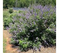 YouGarden Vitex agnus castus 'Queen Bee', 1 x 2 Litre Pot, Purple Pollinator Shrub, Ready To Plant