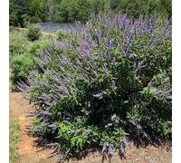 YouGarden Vitex agnus-castus Queen Bee in a 2L pot