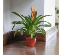 YouGarden Vriesea 'Electric', Yellow Bromeliad Houseplant, 9cm Pot, Tropical Indoor Colour