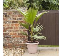 Yougarden Washingtonia Robusta 'cotton Palm' In A 14Cm Pot