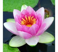 Yougarden Water Lily Planting Kit - Pink Nymphaea Carnea