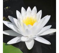 Yougarden Water Lily Planting Kit, White Nymphaea Albida, Gift Idea And Ready To Use