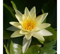 YouGarden Water Lily Planting Kit - Yellow Yellow wat Yellow