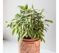 YouGarden Weeping Fig 'Kinky Jute' in a 12cm pot