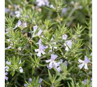 YouGarden Westringia Coastal Rosemary, Evergreen Shrub, 18cm Pot, Silvery Foliage, Pollinator Friendly Garden Plant Ready To Plant