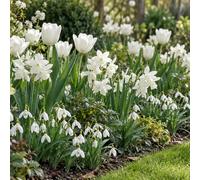 YouGarden White Flowering Garden Bulb Collection, 65 x Bulbs | Winter Snowdrops, Scented Daffodils & Elegant Spring Tulips, Naturalising Favourites, Cut Flowers, Borders & Pots