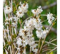 Yougarden White Forsythia (Abeliophyllum Distichum) Flowering Tree Shrub In 2L Pot