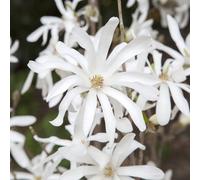 Yougarden White Magnolia Stellata Star Magnolia Flowering Shrub In A 9Cm Pot