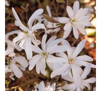 Yougarden White Magnolia Stellata Star Magnolia Standard Tree 70Cm Tall In A 3L Pot Ready To Plant Out In Garden