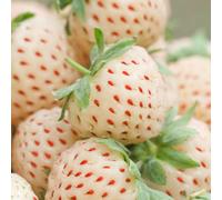 YouGarden White Strawberry 'Pineberry' 9cm pots x3