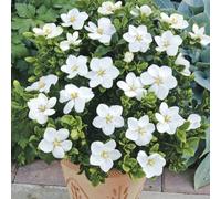 YouGarden Gardenia 'Kleims Hardy' in 9cm Pots x3