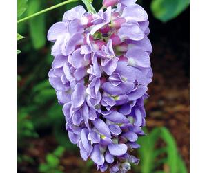YouGarden Wisteria Amethyst Falls 15cm pot