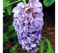 YouGarden Wisteria Amethyst Falls 15cm pots x 2