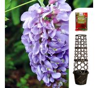 YouGarden Wisteria Amethyst Falls 15cm Tower Pot & Fertiliser 100g
